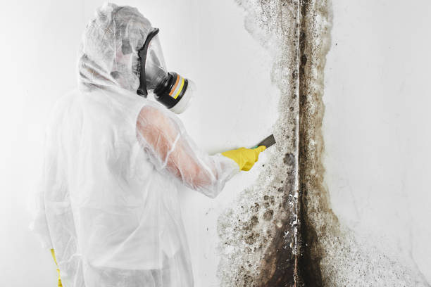 Mold Removal Process in Gastonia, NC
